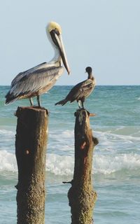 Birds perching on wooden post in sea against clear sky