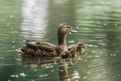 Duck with duckling swimming on lake