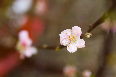 Close-up of pink flowers blooming on tree