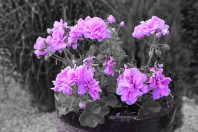 Close-up of pink flower pot