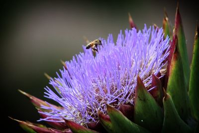 Close-up of bee pollinating on purple flower