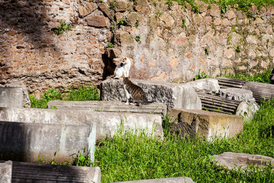 View of an animal on rock