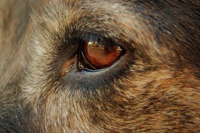 Cropped image of dog eye