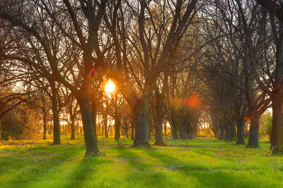 Trees on field during sunset