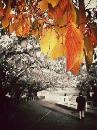 Autumn leaves on tree trunk