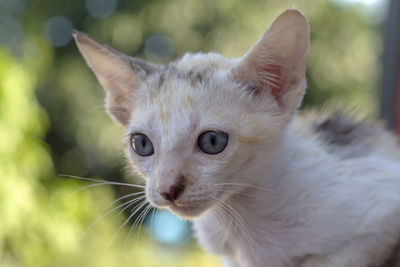 Close-up of cat looking away