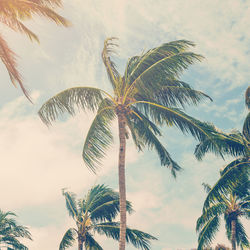 Low angle view of palm trees against sky