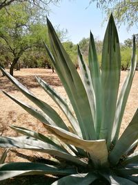 Close-up of cactus plant against sky