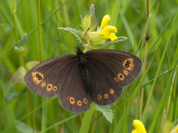 Close-up of butterfly pollinating on flower