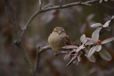 Close-up of bird perching on branch