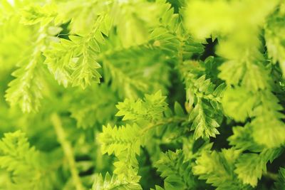 Close-up of fresh green plants