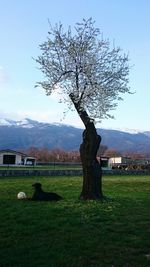 Tree on field against sky