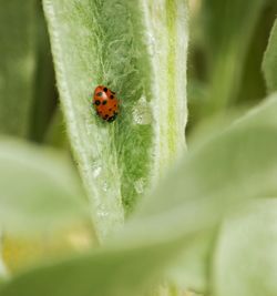 Close-up of ladybug on leaf