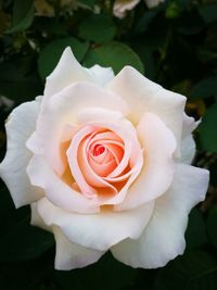Close-up of rose flower