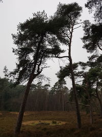 Trees against sky