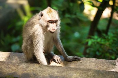 Monkey sitting on tree