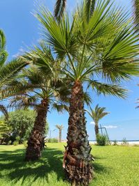 Coconut palm trees on field against sky