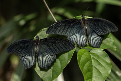 Close-up of butterfly on plant