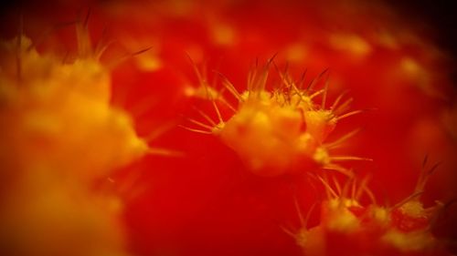 Close-up of fresh red flower blooming outdoors