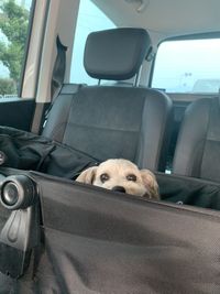 Dog sitting in car