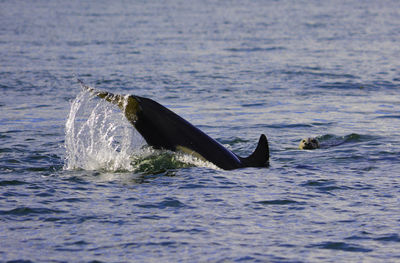 A welsh on the surface is splashing with water