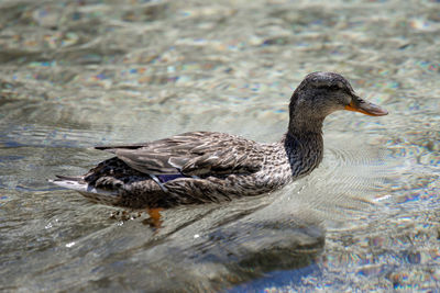 Duck swimming in lake