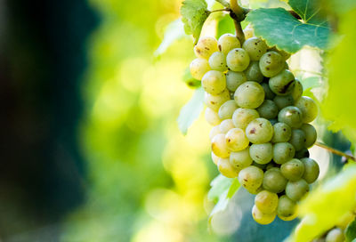 Close-up of grapes