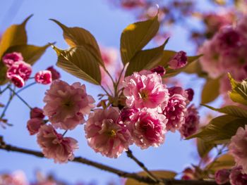 Close-up of fresh pink flowers blooming on tree against sky