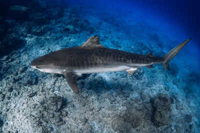 Close-up of fish swimming in sea