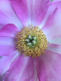 Extreme close-up of pink flower pollen