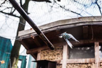 Low angle view of bird flying over roof