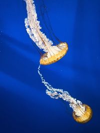 Jellyfish in the atlanta aquarium 