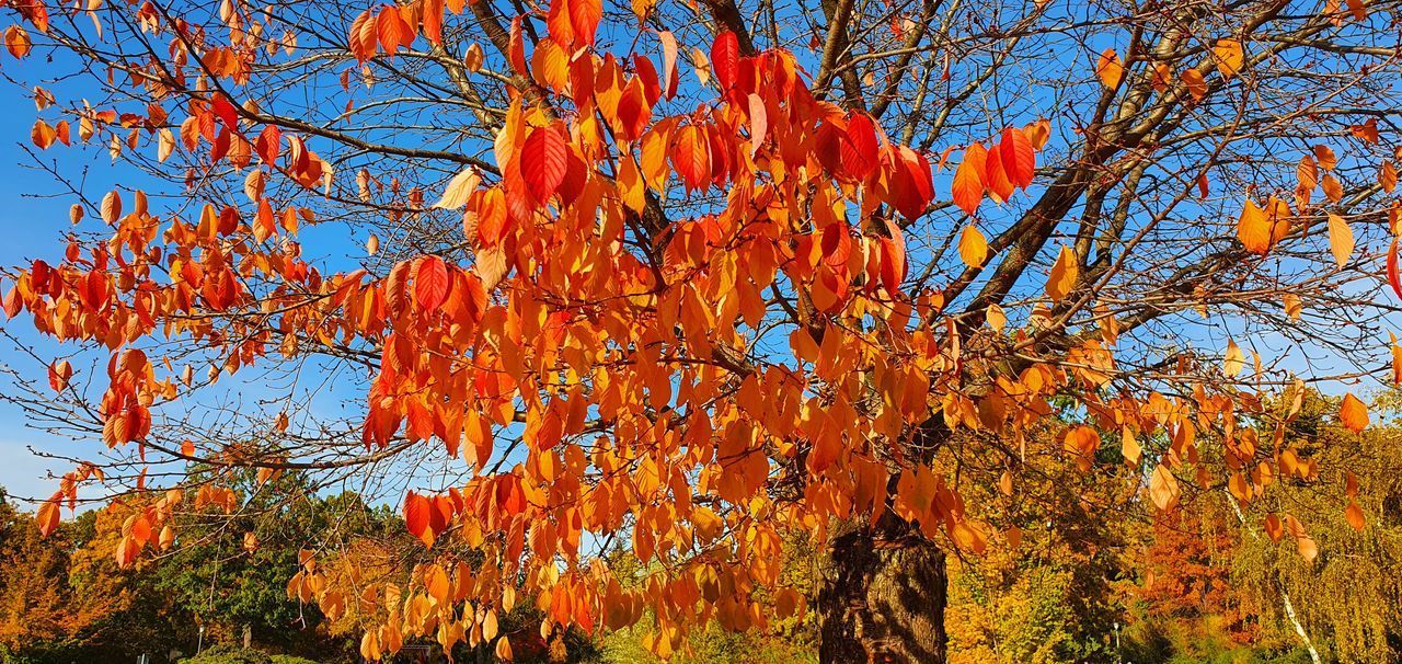 LOW ANGLE VIEW OF TREE DURING AUTUMN