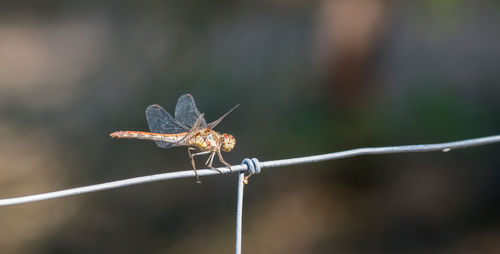 Close-up of damselfly perching on metal