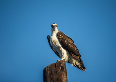 Low angle view of eagle perching on wooden post against clear sky