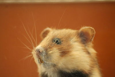 Close-up of a hamster looking away