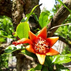 Close-up of red hibiscus blooming on tree