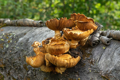 Pholiota aurivella. golden-colored mushrooms grow on tree
