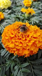 Close-up of marigold blooming outdoors