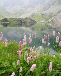 Pink flowering plants by lake against mountain