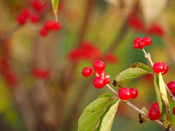 Close-up of red berries growing on tree