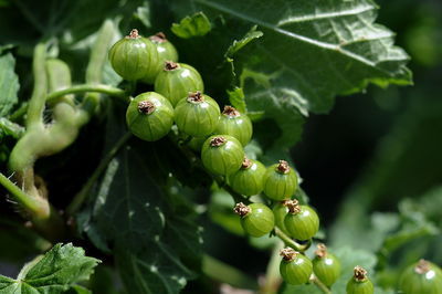 Close-up of berries growing on plant