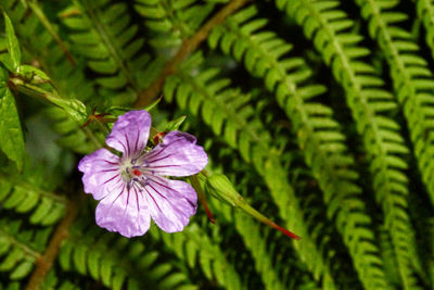 Close-up of purple flowering plant