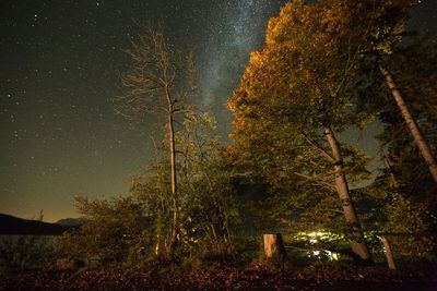 Trees in forest against sky at night