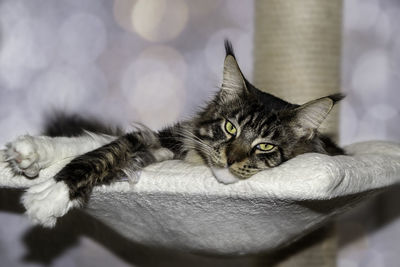 Close-up portrait of a cat