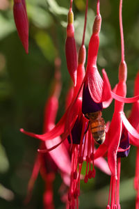 Close-up of insect on red flower