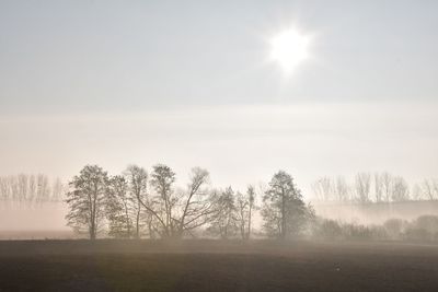 Trees on field against sky during foggy weather