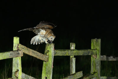 Tawny owl, strix aluco, perched on a fence post on famland