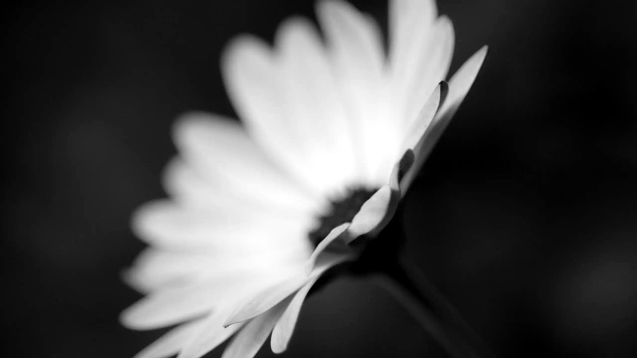 flower, petal, flower head, freshness, fragility, close-up, single flower, beauty in nature, growth, focus on foreground, nature, studio shot, black background, blooming, selective focus, in bloom, blossom, white color, plant, pollen