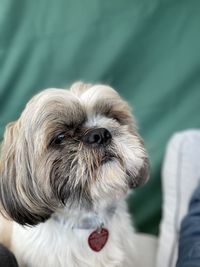 Psi portret shih tzu 